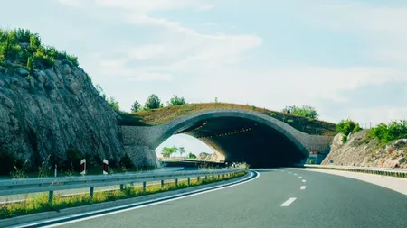 Autostrada Sibiu - Piteşti permite animalelor sălbatice să treacă din nou liber Valea Oltului VIDEO