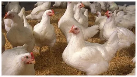 După penuria ouălor, urmează cea a puilor. SUA se confruntă cu o criză fără precedent după explozia prețurilor