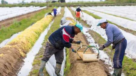 Criză majoră de forță de muncă în Italia. Guvernul a aprobat intrarea a 82.000 de migranți în țară