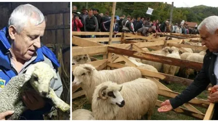 Va fi mai scumpă carnea de miel pentru drobul de Paște? Petre Daea: „Sper să se valorifice toți”