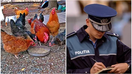 Orădeanul sancționat că are prea multe păsări pe proprietate iese în câștig. Ce s-a întâmplat în instanță