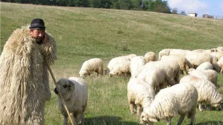 Ce salariu are un cioban în 2023. Câte clase sunt necesare și câte ore se lucrează pe zi