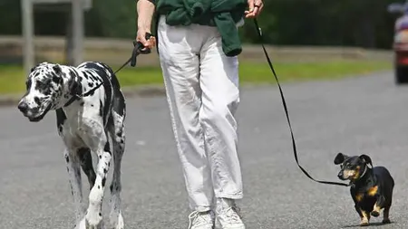 Atenție când ieșiți cu câinele la plimbare! Riscați să primiți  amenzi usturătoare. Ce trebuie să știți