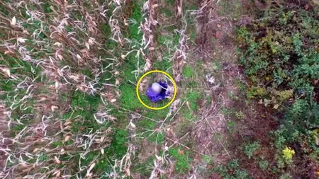 O bătrână de 82 ani a fost surprinsă de o dronă în timp ce încerca să fure porumb. Procurorii Parchetului au deschis un dosar pe numele acesteia după un an și jumătate