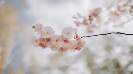 Prognoza meteo 11 martie 2025. Temperaturi crescute în majoritatea zonelor țării