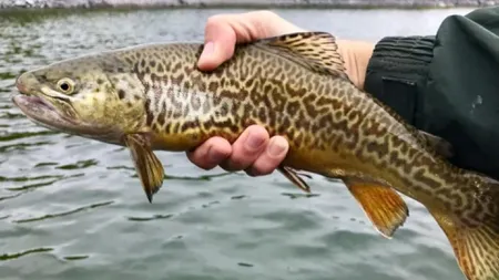 Alertă uriașă la o păstrăvărie din Sibiu: focar de septicemie hemoragică virală! Tot peștele va fi distrus