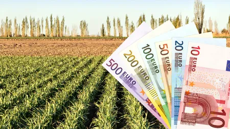 Veşti bune pentru românii care cultivă usturoi. Guvernul dă 3000 de euro pe hectar!