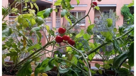 Românii ar putea consuma roşii, salată şi castraveţi crescute între blocurile gri. Preţurile ar scădea cu 30%