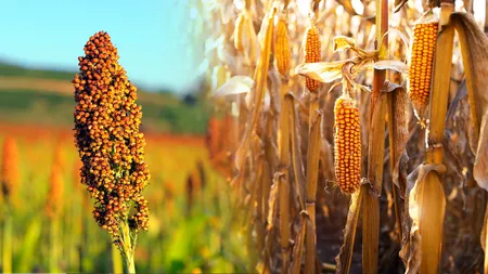Românii ar putea rămâne fără mălai în 2023. Culturile de porumb au fost înlocuite cu cele de sorg din cauza secetei