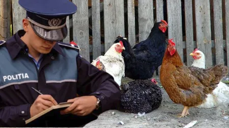 La ce distanță trebuie ținute păsările față de curtea vecinilor. Persoanele care dețin mai mult de 10 păsări riscă amenzi uriașe