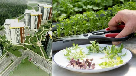 Proiect inedit în 2023. Un timișorean a ales să deschidă o afacere cu microplante într-o zonă cu mare potențial imobiliar din Timișoara. „Inițial, businessul a pornit pentru HoReCa”