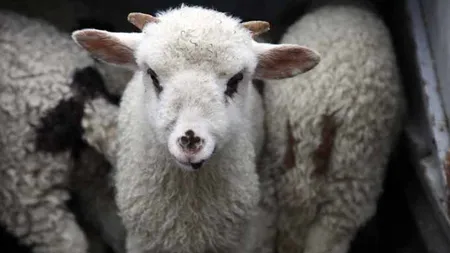 Țeapa unui vasluian de zile mari! A avut un șoc după ce a cumpărat un miel și a ajuns cu el acasă. Ce a descoperit bărbatul