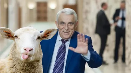 România va avea cea mai mare fabrică de procesare a lânii din Europa. Anunțul ministrului Agriculturii, Petre Daea