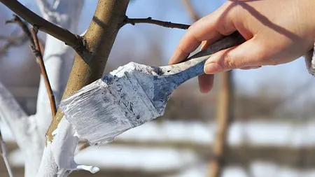 De ce se dau copacii cu var. Obiceiul ar proveni din timpul celui de-Al Doilea Război Mondial