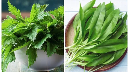 Verdețurile de primăvară care sunt la mare căutare! În mai multe zone din țară, oamenii s-au întrecut la culesul plantelor cu proprietăți miraculoase