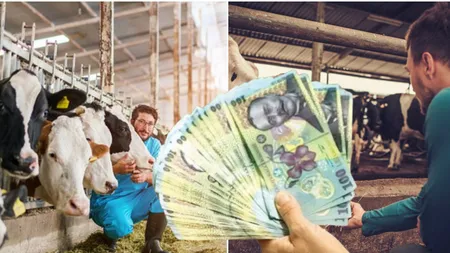 Este oficial! Crescătorii de bovine primesc ajutor de la stat. Condițiile pe care trebuie să le îndeplinească beneficiarii