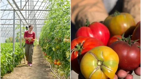 Agricultorii care vindeau legume pline cu chimicale rup tăcerea și reacționează în fața acuzațiilor. „Oamenii trebuie să cumpere cu încredere”