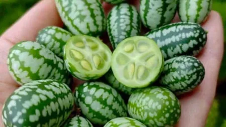 Soiul nemaiîntâlnit în România! Leguma cât un strugure, dar cu aspect de pepene. Cât costă răsadul hibrid și la ce este bun