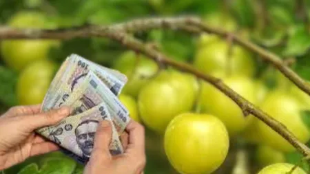 Prețul revoltător al unui kilogram de corcodușe! Românii și-au luat adio de la fructele copilăriei