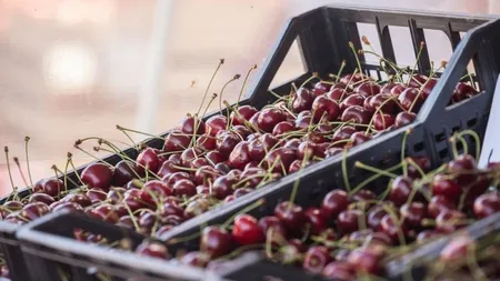 Românii pot cumpăra cireșe din piețele din Cluj! Cât costă un kilogram de cireșe aduse din Grecia