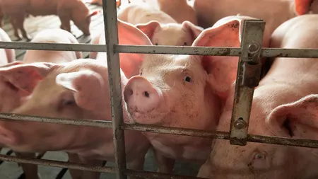 Victorie pentru porci la Curtea Supremă a SUA. Ce a decis instanţa