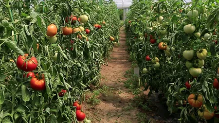 Cât vor costa primele roşii româneşti la tarabă. Legumicultorii promit că aceste vor apărea în două săptămâni