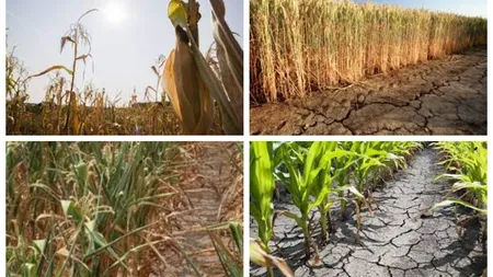 Seceta, provocare dură pentru fermierii români! Culturile de porumb vor fi înlocuite cu succes de plante mai rezistente