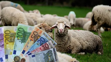 Veste bună pentru crescătorii de animale: se dau bani de la stat! Ce sume se dau și care sunt condițiile pentru accesarea ajutorului financiar