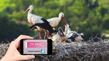 „Uite barza!”. A început recensământul berzelor albe. Românii pot contribui la numărătoarea înaripatelor cu ajutorul aplicației