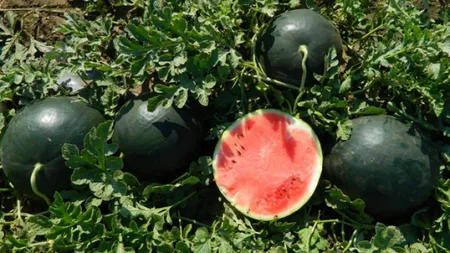 Primii pepeni de Dăbuleni s-au copt și vor ajunge în piețele din toată țara. Cu cât se vinde un kilogram