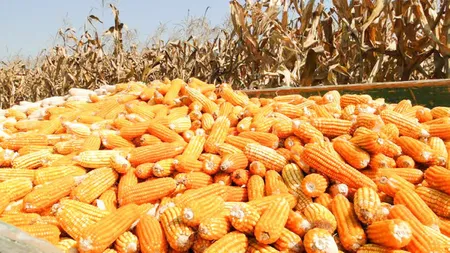 România, cel mai afectat stat UE din cauza secetei. Producția de porumb, mai slabă cu 400.000 de tone decât anul trecut