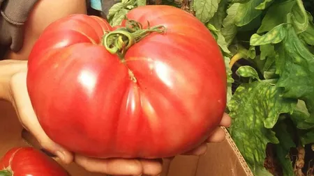 Cât costă un kilogram de roșii gigant. Soiul de roșii uriașe a prins și în România, iar un tânăr din Oltenia a dat lovitura cu aceste tomate