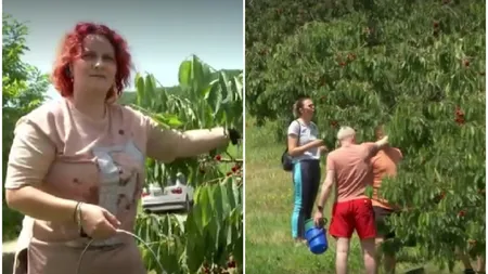 Sezonul cireșelor. Cu doar 10 RON, îți culegi singur fructele bio și mănânci cât vrei. În ce localitate din România se întâmplă asta
