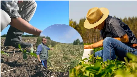 Fermierii români trag un semnal de alarmă. Se lovesc de o nouă problemă, care afectează toate culturile. „Terenul va fi contaminat”