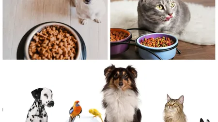 Lovitură pentru toți românii care dețin animale de companie. Bubuie prețul pentru mâncarea destinată necuvântătoarelor