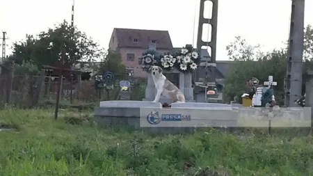 Ți se rupe sufletul! El este cățelul din Satu Mare care păzește neîncetat mormântul stăpânului, în speranța că se va întoarce într-o zi