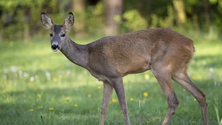 Apariție neașteptată în Vatra Dornei. O căprioară a fost filmată în timp ce se plimba printre blocuri