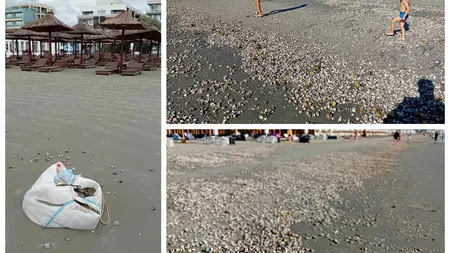 Alertă la Marea Neagră! Apa este poluată şi a început să aibă miros de cadavru! Plajele de pe litoral s-au umplut cu melci şi scoici după furtună