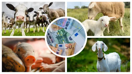 O nouă schemă de ajutor pentru crescătorii de animale! Au mai rămas doar câteva zile pentru depunerea cererilor