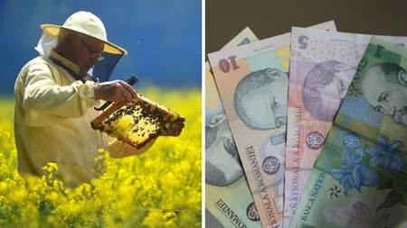 Apicultorii au ajuns în pragul disperării. Românii solicită ajutor din partea Guvernului. „Nu avem bani să pregătim familiile de albine”