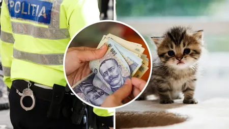 Decizie fără precedent! Amenda uriașă primită de un pensionar după ce a abandonat un pui de pisică în Galați