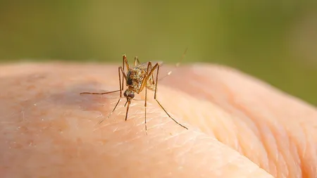 Bubuie cazurile de West Nile în România. INSP, anunț de urgență
