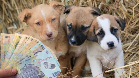 Amenzi uriașe dacă îți abandonezi câinele. Un astfel de gest te poate lăsa fără bani în buzunare