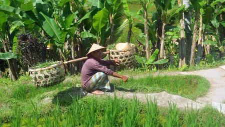 Orezul înregistrează cel mai ridicat preț în ultimii 12 ani. Asiaticii sunt îngrijorați de o inflaţie a alimentelor