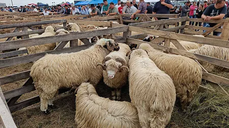 Vești noi pentru crescătorii de ovine. Exportul de berbecuți, făcut prin Casa de Comerț Unirea: Trebuie să-şi asigure cheltuielile pe care le are cu salariaţii