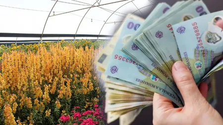 Afacerea care umple buzunarele românilor. Profiturile acestora explodează în special în luna septembrie