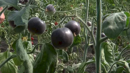 România își brevetează primul soi de roșii Kumato. Tomatele negre au de până la trei ori mai multă vitamina C decât cele roșii