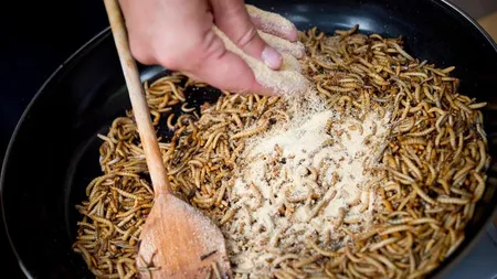 Făina de insecte, interzisă în produsele tradiţionale din România. Supermarketurile vor avea rafturi speciale pentru produsele alimentare din viermi, gândaci, greieri sau lăcuste