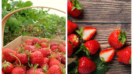 Temperaturile scad, dar căpșunile cresc! Doi tineri au dat lovitura cu plantația de căpșuni dulci și aromate pe timpul rece