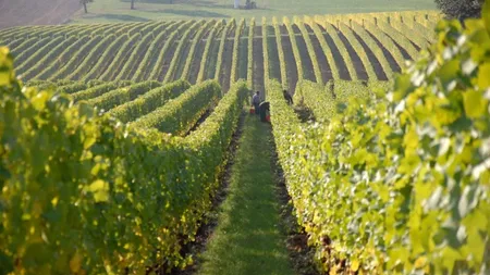Zeci de români, tratați ca sclavii în podgoriile din Bordeaux. A fost deschisă o anchetă pentru trafic de ființe umane